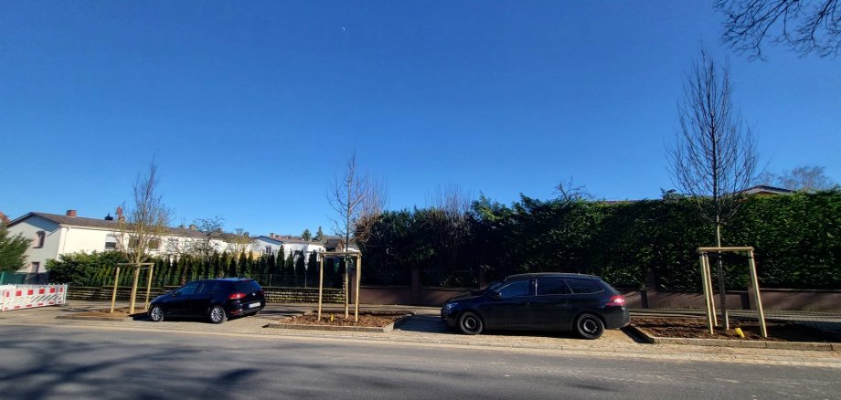 Ersatzpflanzung Straße mit neu gepflanzten jungen Bäumen, zwei geparkte Autos und klarer blauer Himmel