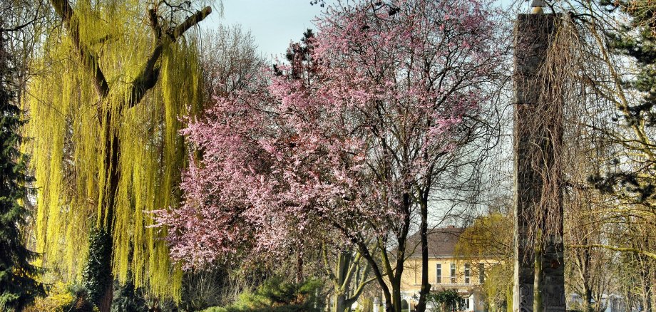 Kurpark Park mit blühenden Bäumen, einer großen Trauerweide und einem steinernen Kriegerdenkmal im Hintergrund