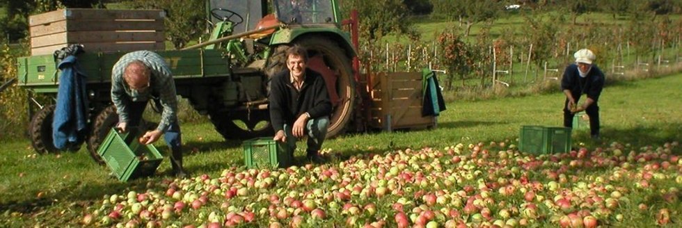 Drei Personen sammeln Äpfel auf einer Wiese vor einem Traktor mit Anhänger
