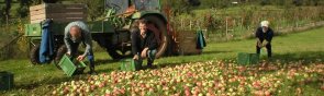 Drei Personen sammeln Äpfel auf einer Wiese vor einem Traktor mit Anhänger
