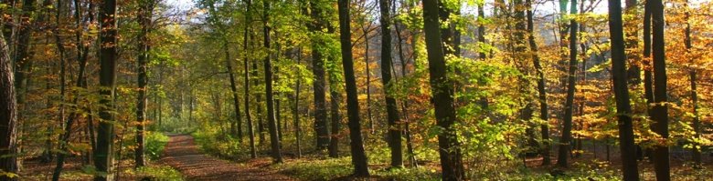 Waldweg mit Laubbäumen und herbstlichem Laub auf dem Boden