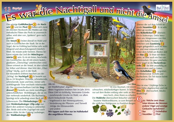 Bunt gestaltetes Waldlehrschild mit Text und Illustrationen zur Nachtigall, Amsel, Goldhähnchen und weiteren Vögeln sowie deren Lebensräumen und Gesängen