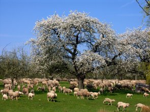 Grüne Wiese mit blühendem Baum und einer großen Schafherde darunter