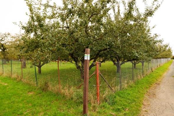 Obstbäume hinter einem Maschendrahtzaun an einem Weg mit einem Holzpfahl, an dem zwei kleine Schilder befestigt sind