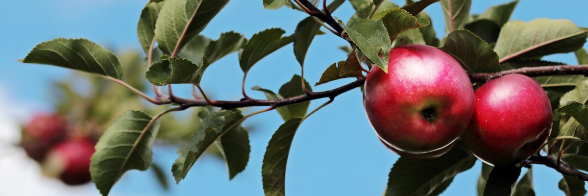 Apfelbaum Ast eines Apfelbaums mit mehreren reifen Äpfeln und grünen Blättern vor blauem Himmel