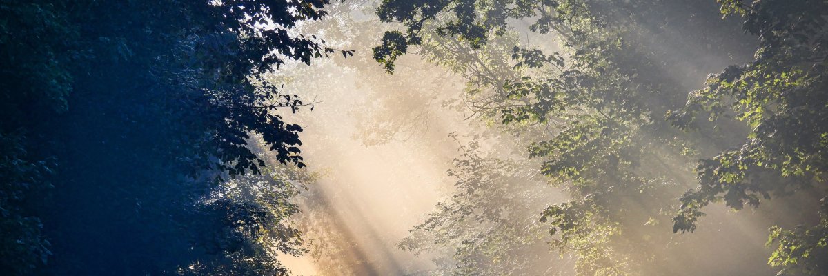 Lichtstrahlen fallen durch Bäume auf eine kurvige Landstraße in einer bewaldeten Landschaft