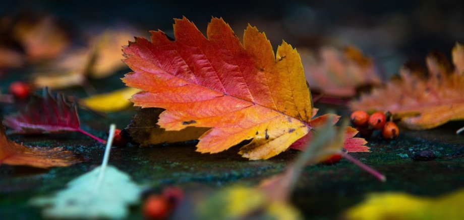 Nahaufnahme eines herbstlichen Blattes mit gelben und roten Farbtönen auf einem Boden mit weiteren Blättern und roten Beeren