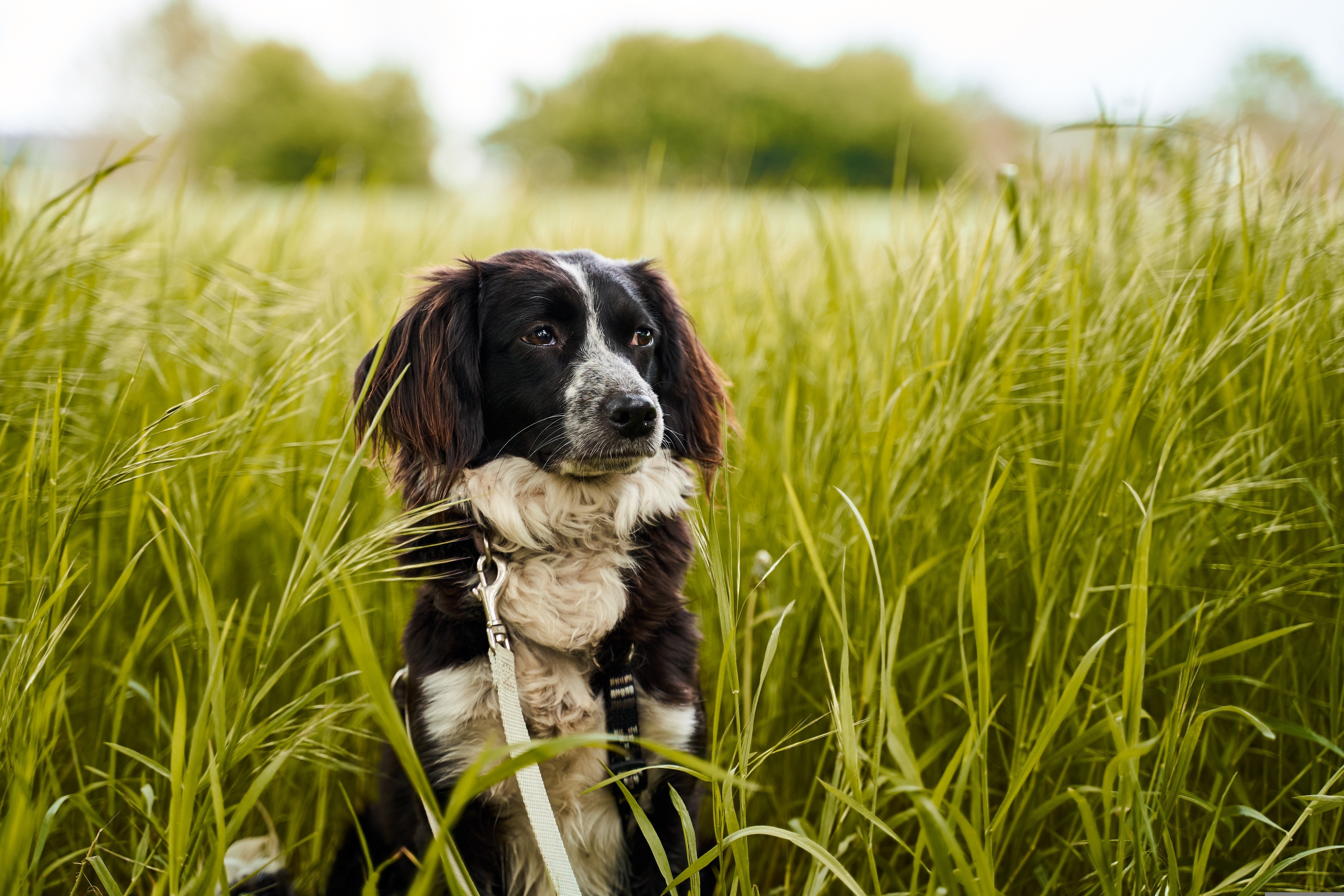 Schwarz-weißer Hund sitzt in hohem Gras und trägt Halsband mit Leine