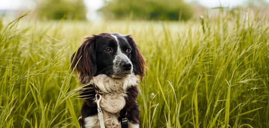Schwarz-weißer Hund sitzt in hohem Gras und trägt Halsband mit Leine