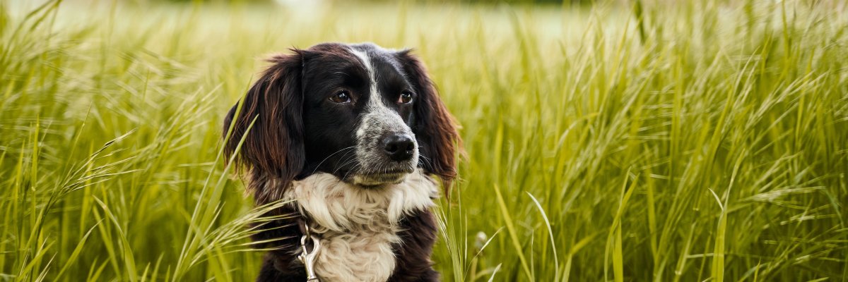 Hundewiese Rathaus Bad Vilbel Eingang