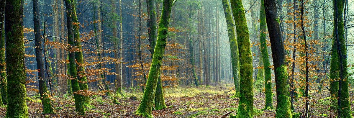 Wald mit moosbedeckten Baumstämmen und herbstlich gefärbtem Laub auf dem Boden