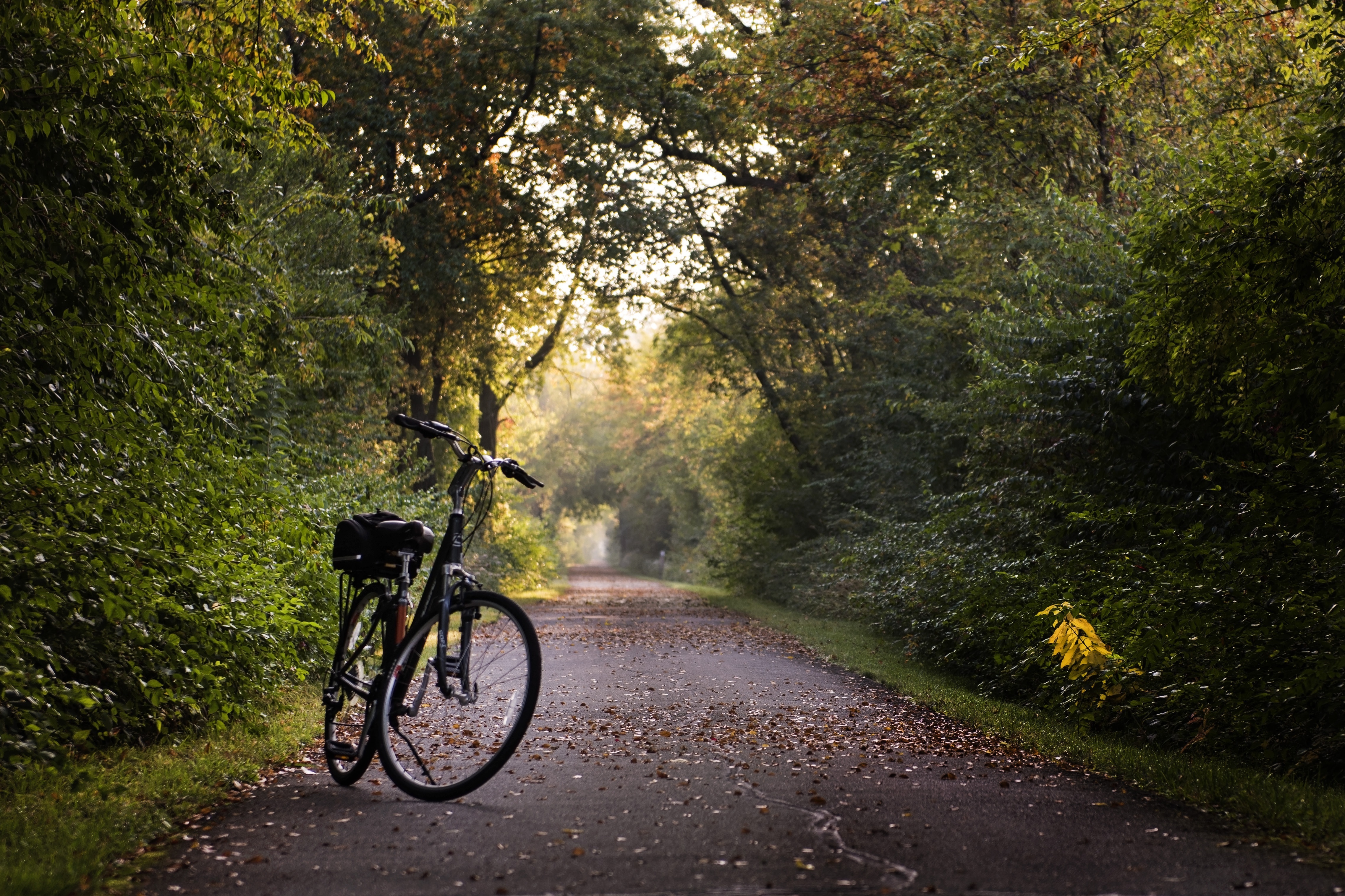 Fahrrad steht auf einem von Bäumen gesäumten Weg mit Laub auf dem Boden