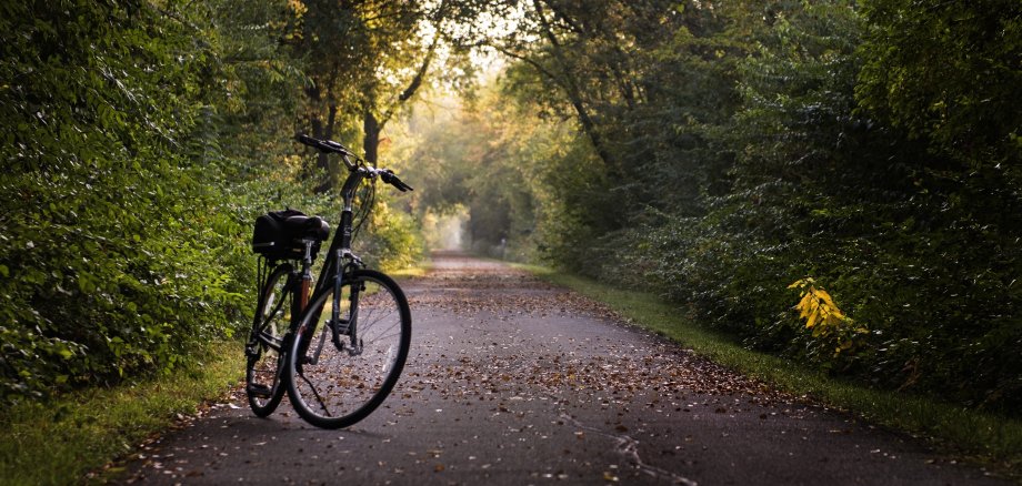 Fahrrad steht auf einem von Bäumen gesäumten Weg mit Laub auf dem Boden