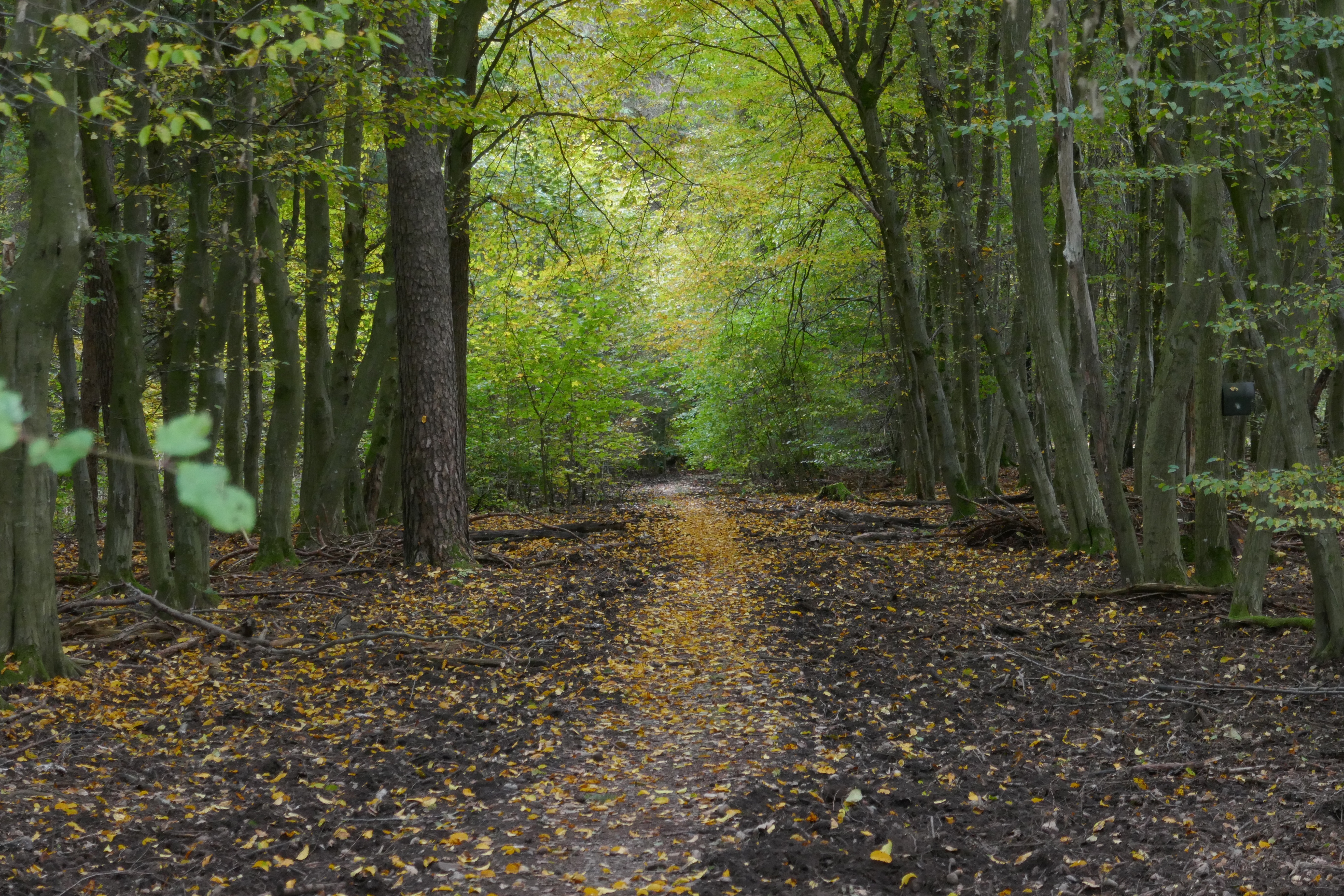 Waldpfad mit Laub auf dem Boden, umgeben von hohen Bäumen mit grünem Laub