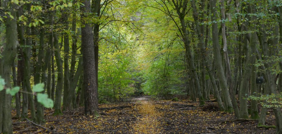 Waldpfad mit Laub auf dem Boden, umgeben von hohen Bäumen mit grünem Laub