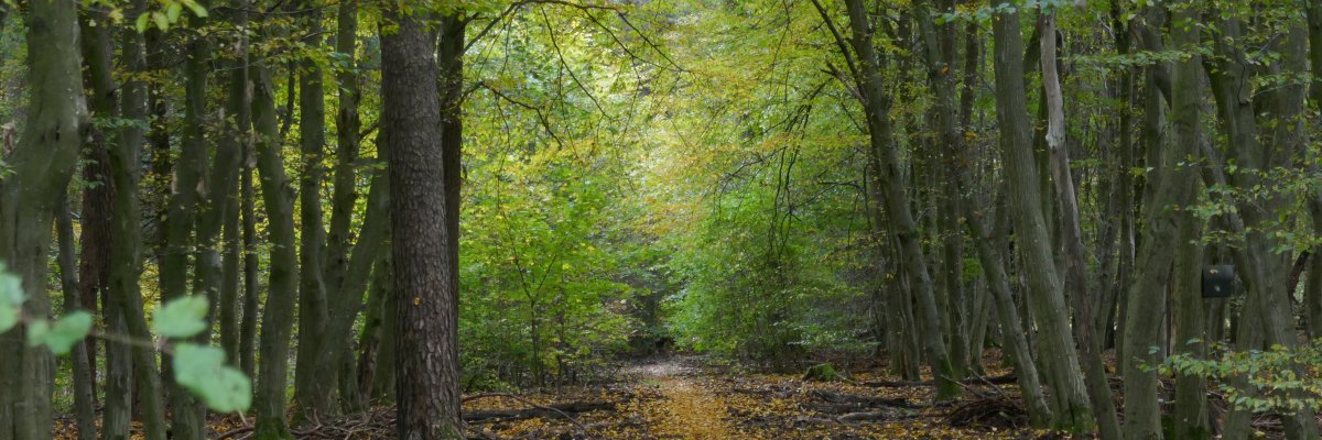 Waldpfad mit Laub auf dem Boden, umgeben von hohen Bäumen mit grünem Laub